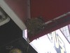 20050711_Swallow